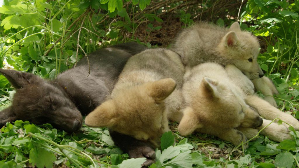 Wolf pup litter sleeps