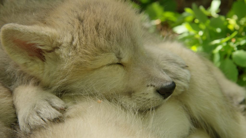 wolf pup sleeping