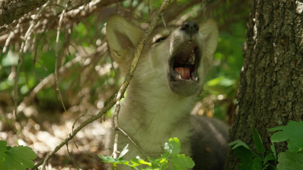 wolf pup howl