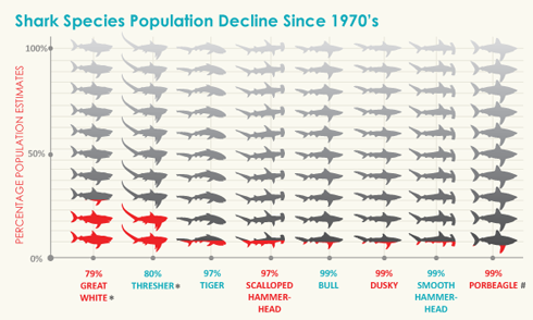 shark populations