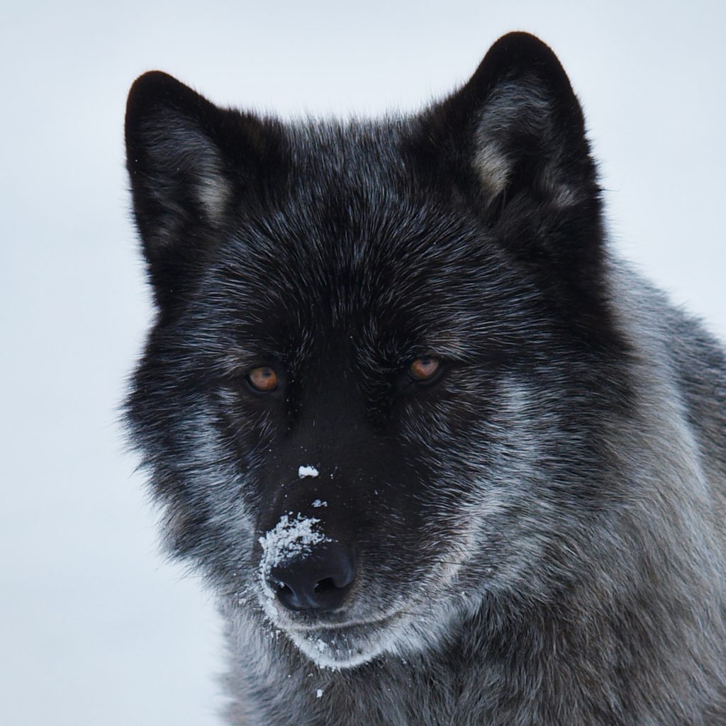 Real Black Wolf