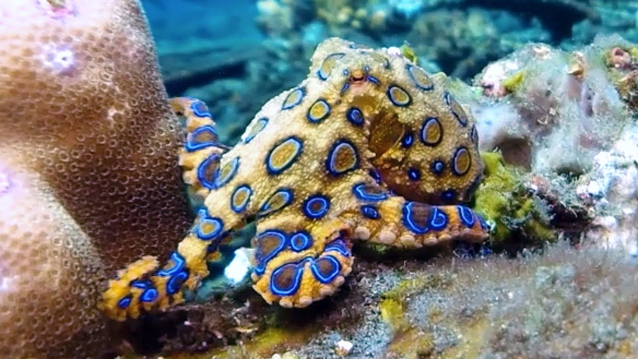 flipamallow octopus