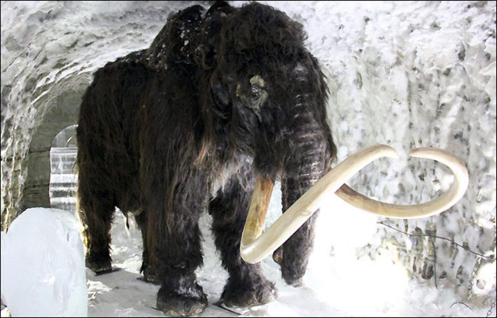 Frozen Woolly Mammoth