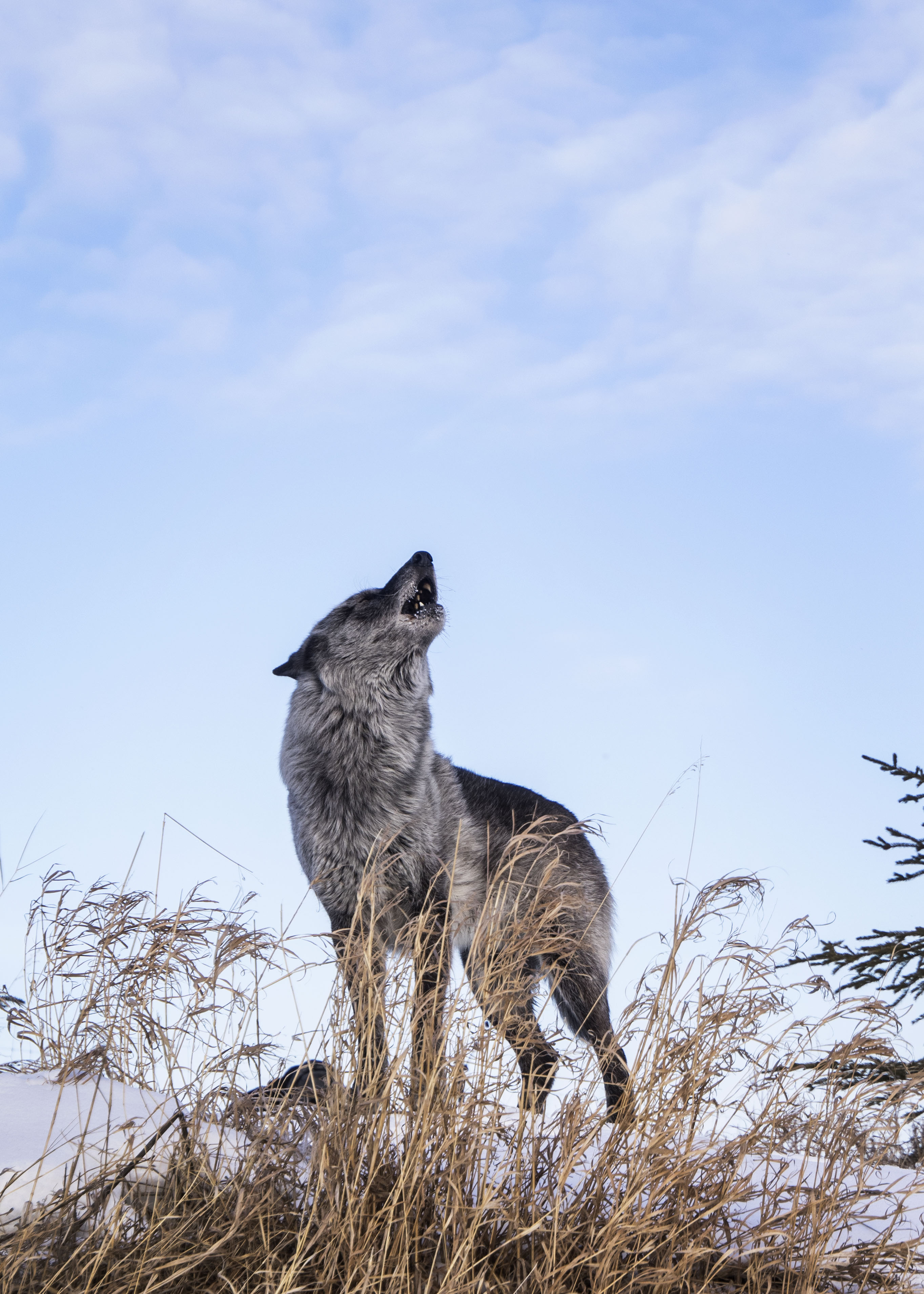 The Revenant – How do Wolves Hunt?