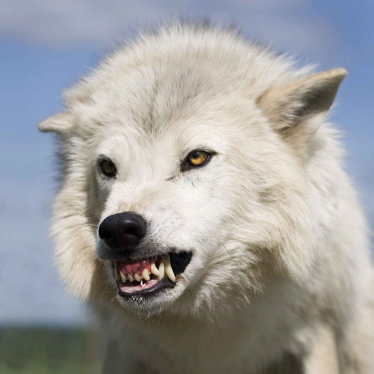 Direwolves Of Game Of Thrones Real Or Mythological 