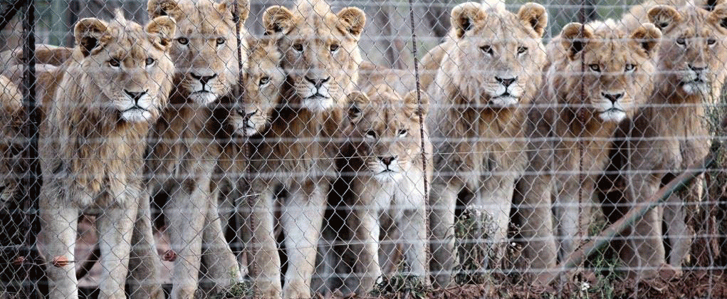 Canned Lion Trophy Hunting
