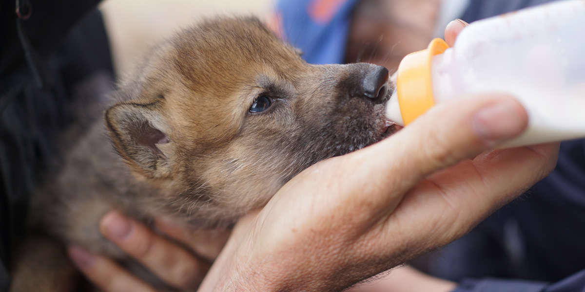 Wolf Pups Are Here!