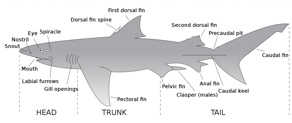 Shark Anatomy