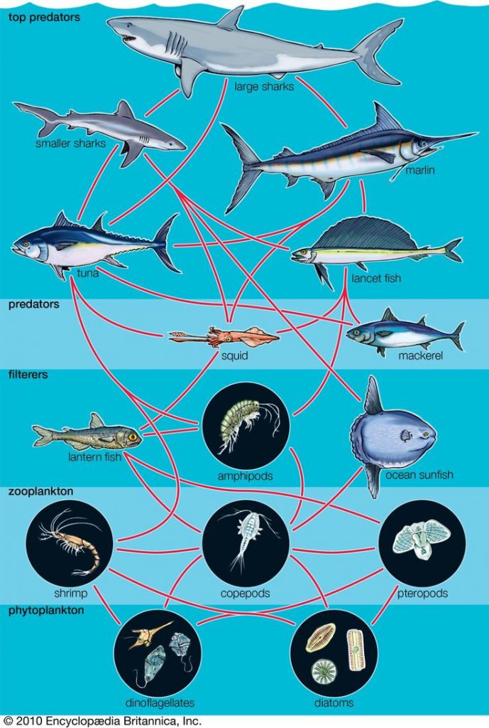 shark food chains