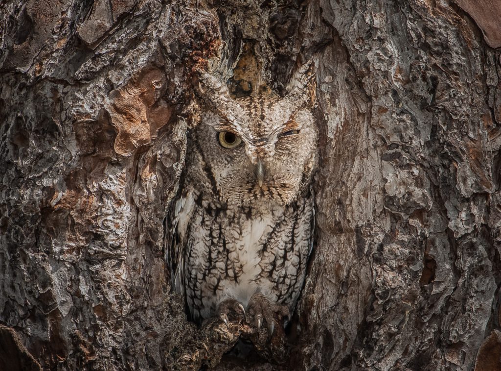 camouflaged owl