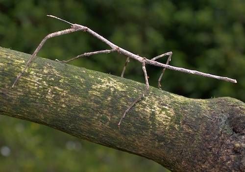 camouflage animals example