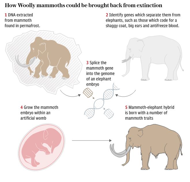 Схема woolly mammoth