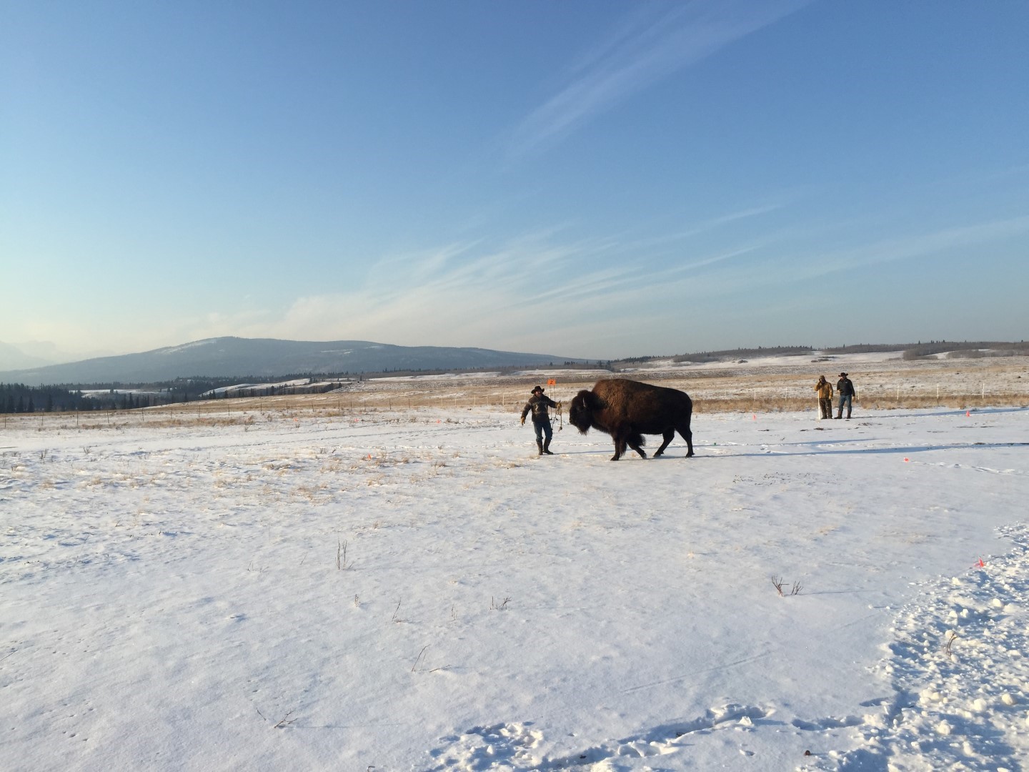 Buffalo Behind Scenes during The Revenant