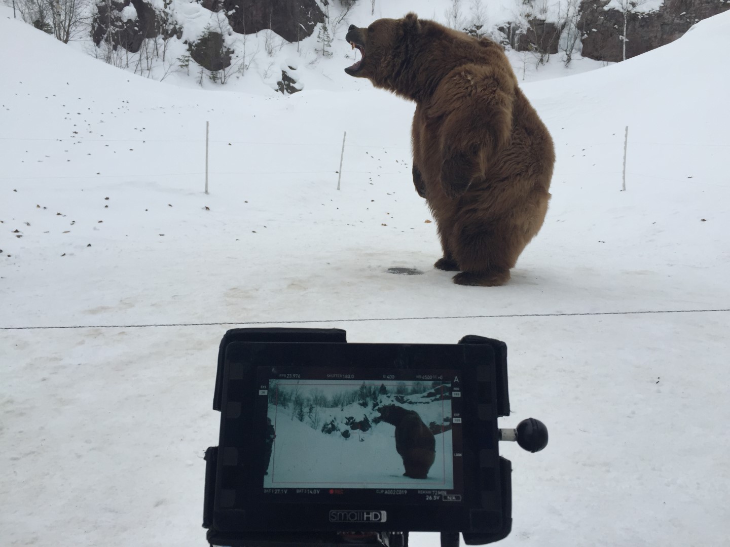 Vikings Trained Bear Behind Scenes Fight