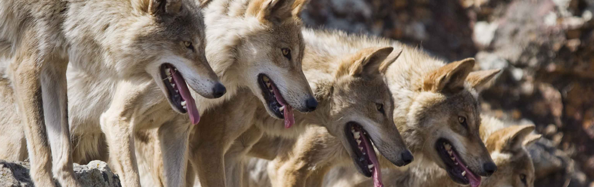 Instinct Animals for Film | Animal Actors & Wolves for Film