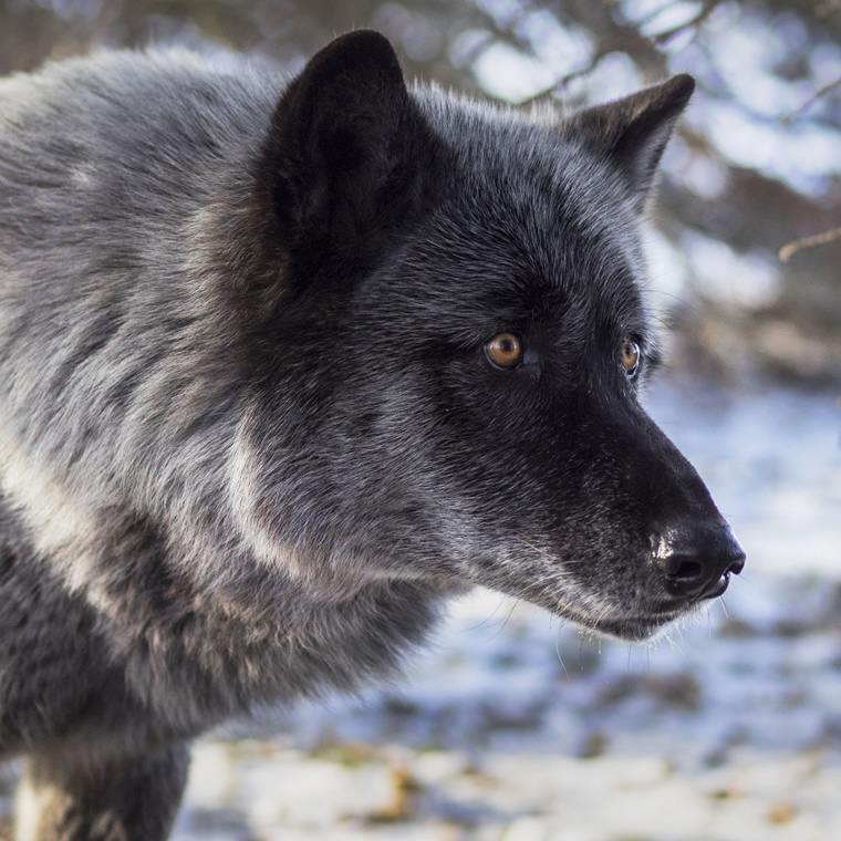 Instinct Animals For Film | Black Wolves