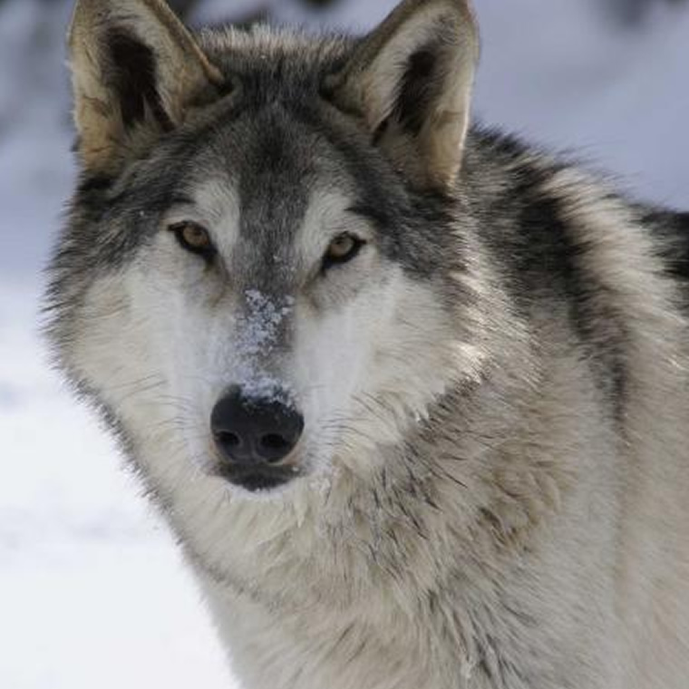 Instinct Animals For Film | Grey Wolves