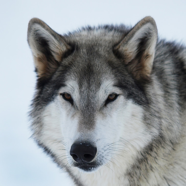 Instinct Animals For Film | Grey Wolves