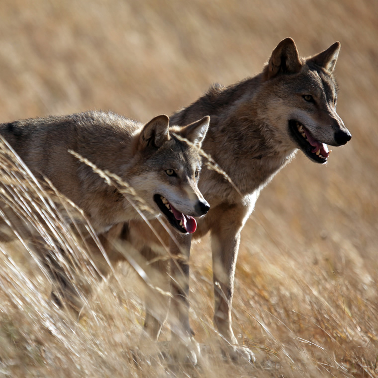 Instinct Animals For Film | Mongolian Wolves