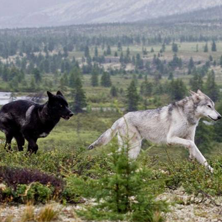 Instinct Animals For Film | Wolf Groups