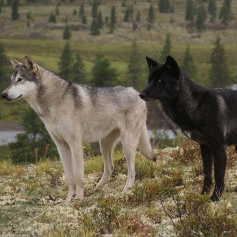 instinct-animals-for-film-wolf-groups