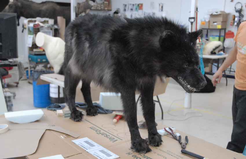 Realistic Wolf Puppets for Film | Instinct