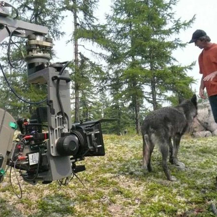 Instinct Animals For Film | Wolves On Set